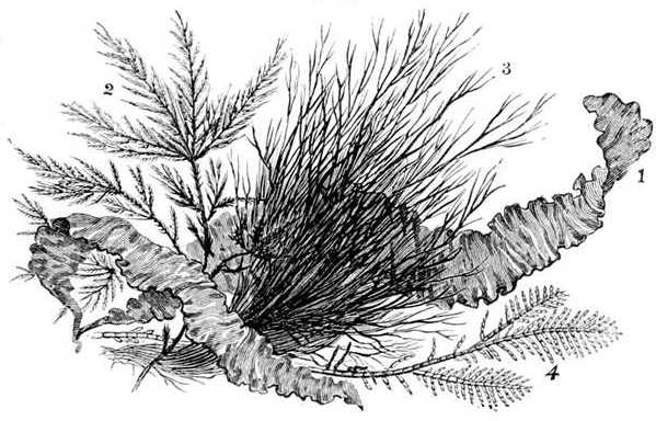 Fig. 63.

Group of seaweeds (natural size).

1, Ulva Linza. 2, Sphacelaria filicina. 3, Polysiphonia urceolata.
4, Corallina officinalis.