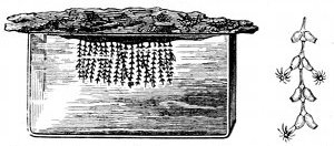 Fig. 67.

Sertularia tenella, hanging from a splint of
rock over a water trough. Also piece enlarged
to show the animal protruding.