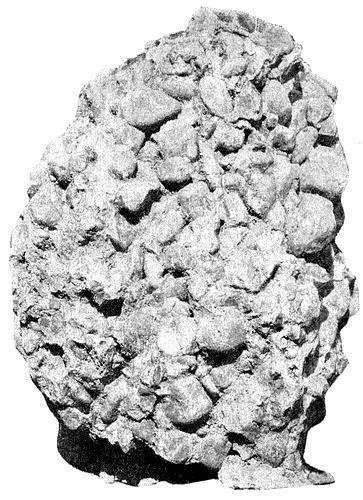 FIG. 2. Piece of Potsdam
 conglomerate. The larger pebbles are about three inches in diameter.