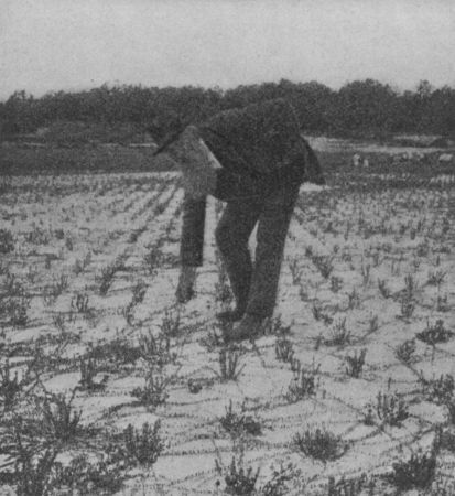 Fig. 45.—A Cranberry Bog. Showing the Young Vines.