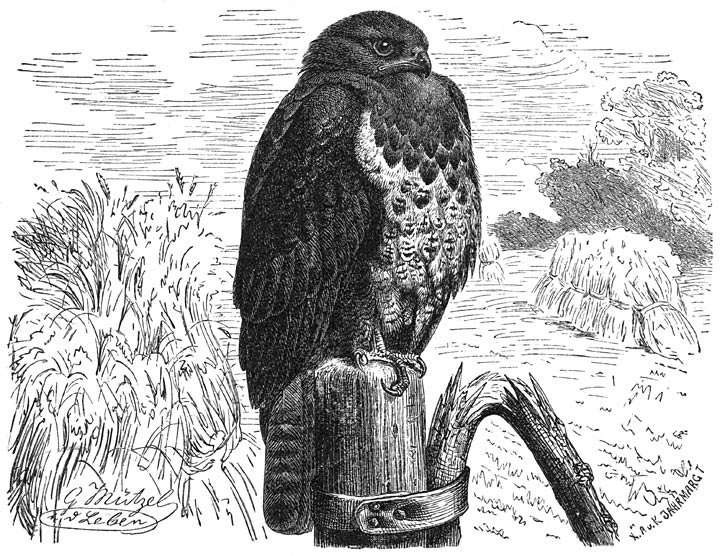 Buizerd (Buteo vulgaris), ⅕ v. d. ware grootte.