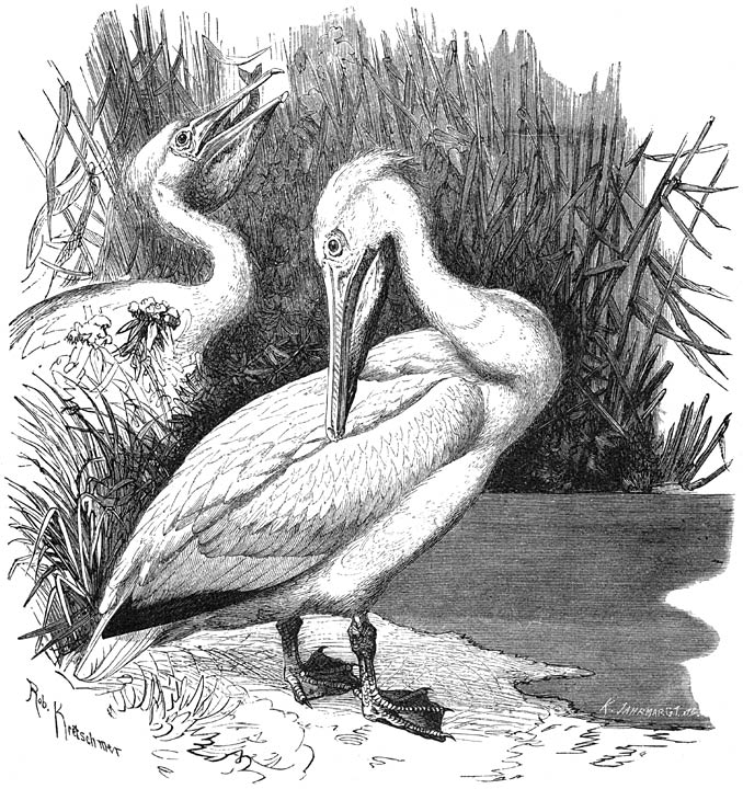 Pelikaan (Pelecanus onocrotalus). ​1⁄7​ v. d. ware grootte.