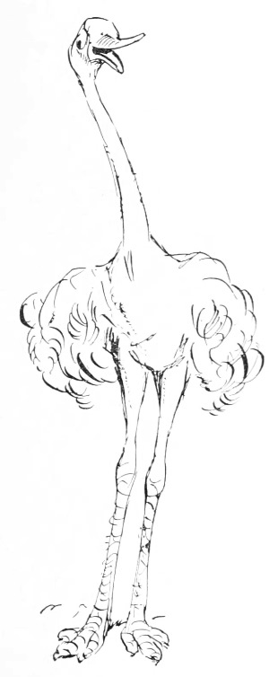 Ostrich