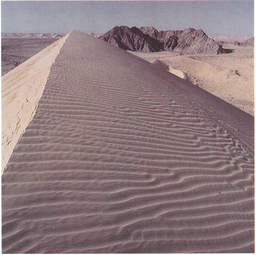 Ripples on a dune in the Gran Desierto, Mexico (photograph by Peter Kresan).