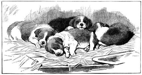 sleeping puppies