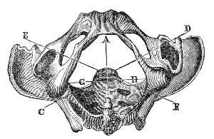 Bones of
the Pelvis viewed from below