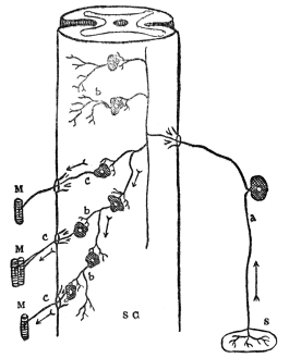 DIAGRAM OF NERVE CELL CONNECTIONS

S C, spinal cord; S, sense organ; M, muscle; a, sensory nerve
cell; b, connecting nerve cell; c, motor nerve cell