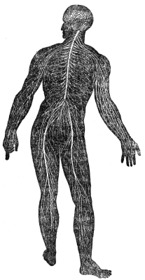 DIAGRAM ILLUSTRATING THE GENERAL ARRANGEMENT OF THE
NERVOUS SYSTEM

(From Martin’s “Human Body”)