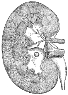 DIAGRAM OF KIDNEY

(From Martin’s “Human Body”)