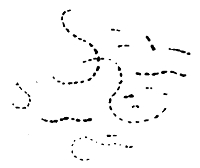 Bacillus of Influenza