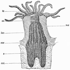 Fig. 101.