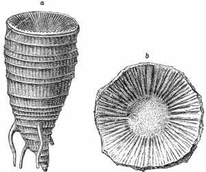 Fig. 122.