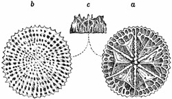 Fig. 166.