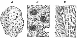 Fig. 186.