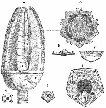 Fig. 250.