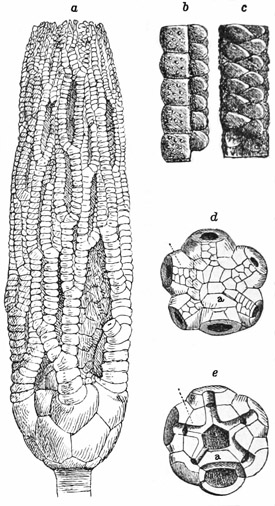 Fig. 261.