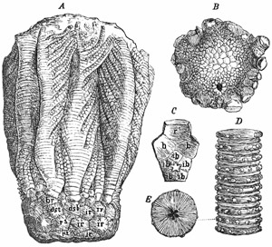 Fig. 282.