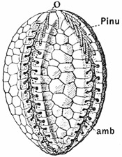 Fig. 332.