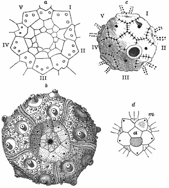 Fig. 366.