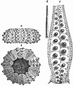 Fig. 390.