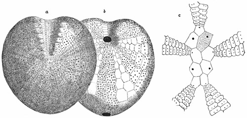 Fig. 415.