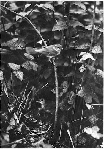 A NIGHTINGALE AND ITS MATE.