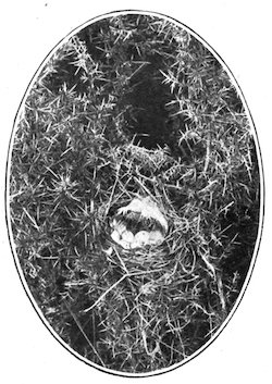 LINNET’S NEST AND EGGS