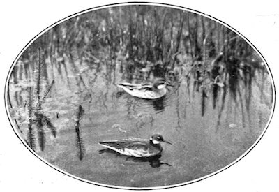 PHALAROPE