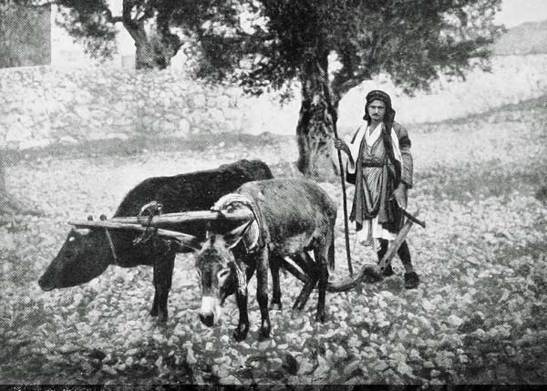 PEASANT PLOUGHMAN