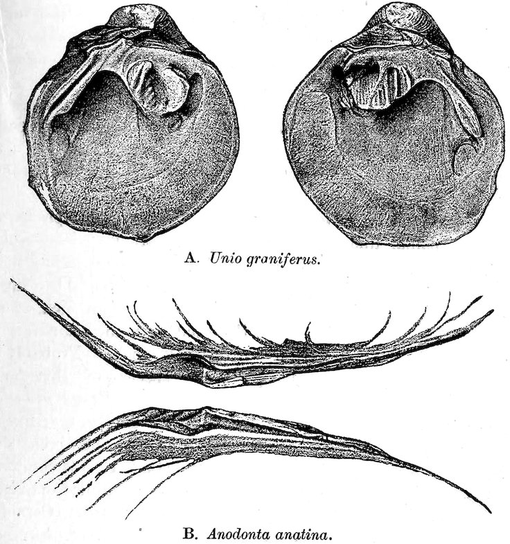 A. _Unio graniferus._ B. _Anodonta anatina._