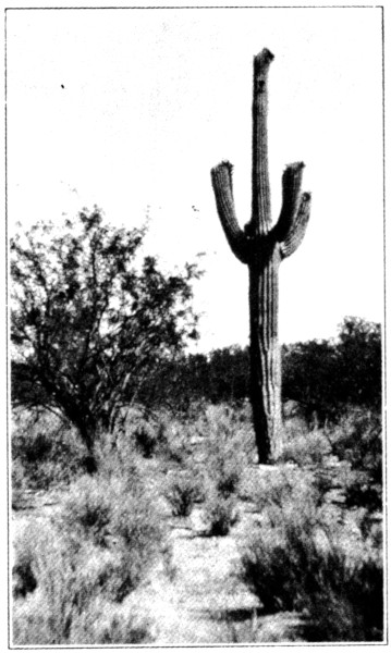 Gila Woodpecker