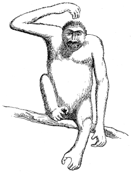 Drawing of stuffed specimen