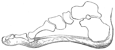 Side view foot bones and sole