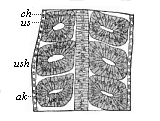 Frontal (or horizontal-longitudinal) section of a triton-embryo with three pairs of primitive segments.