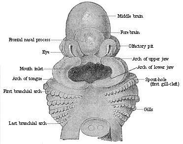 Head of a shark embryo.