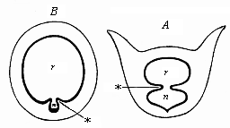 Transverse section of the branchial gut.