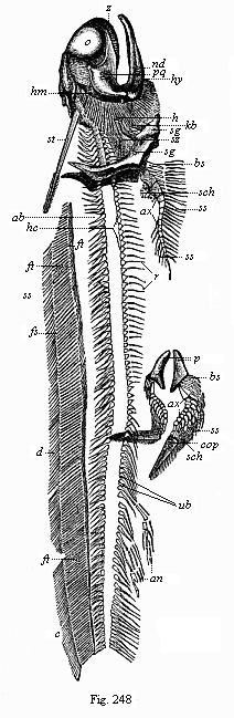 Fossil Permian primitive fish (Pleuracanthus Dechenii), from the red sandstone of Saarbrcken.