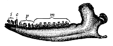 Lower jaw of a Promammal (Dryolestes priscus), from the Jurassic of the Felsen strata.