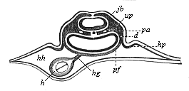 Transverse section of the cardiac region of the same chick-embryo (behind the preceding).