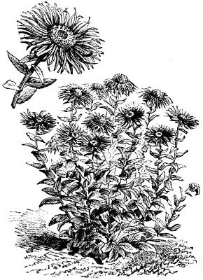 INULA GLANDULOSA (<i>flowers deep yellow</i>.)