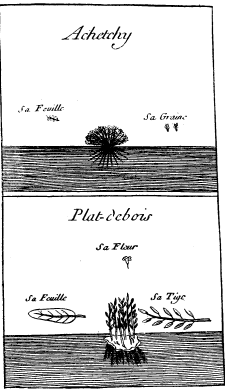 TOP: Red Dye Plant—BOTTOM: Flat Root